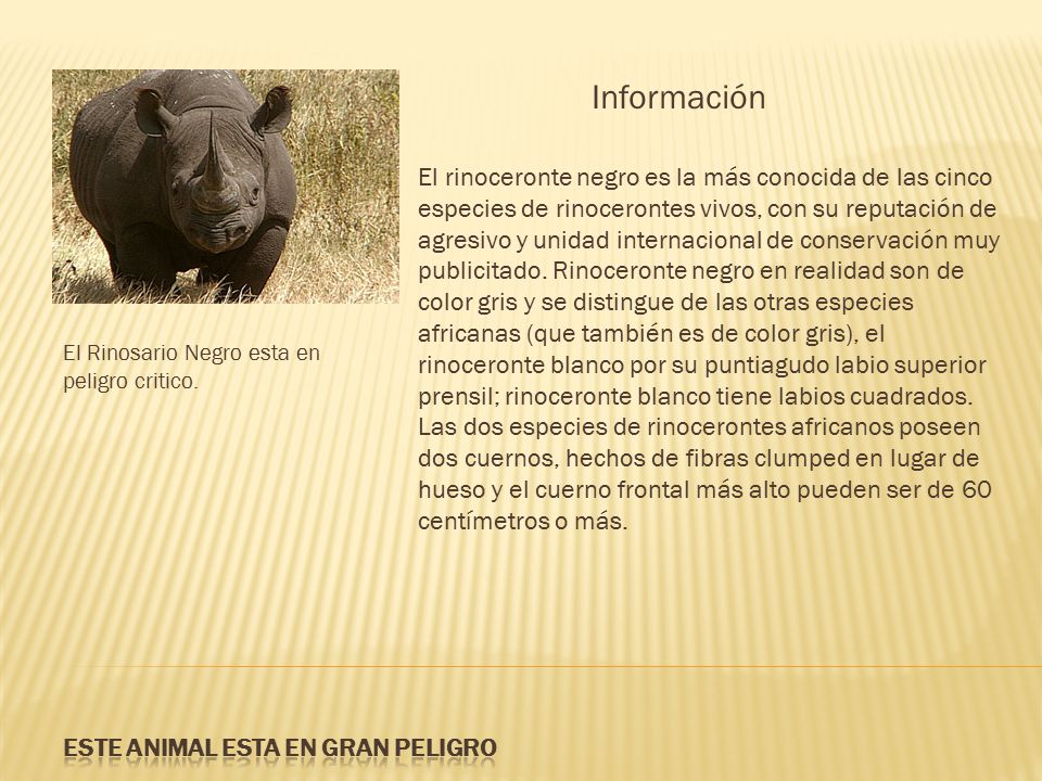 Este animal esta en Gran Peligro