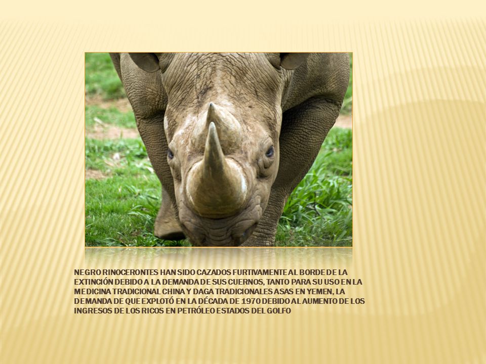 Negro rinocerontes han sido cazados furtivamente al borde de la extinción debido a la demanda de sus cuernos, tanto para su uso en la medicina tradicional china y daga tradicionales asas en Yemen, la demanda de que explotó en la década de 1970 debido al aumento de los ingresos de los ricos en petróleo Estados del Golfo