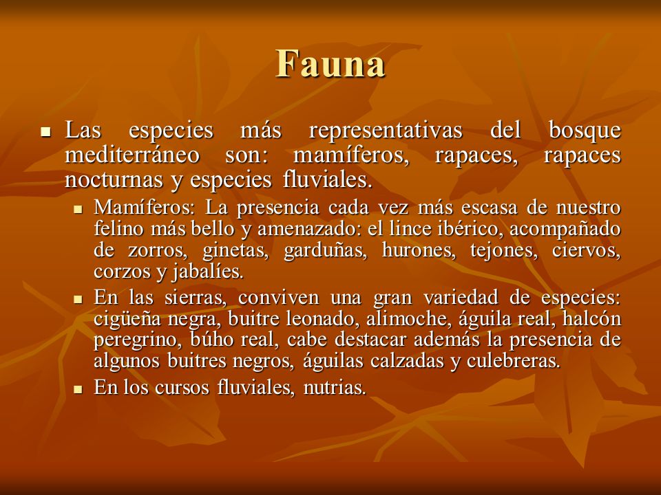 Fauna Las especies más representativas del bosque mediterráneo son: mamíferos, rapaces, rapaces nocturnas y especies fluviales.