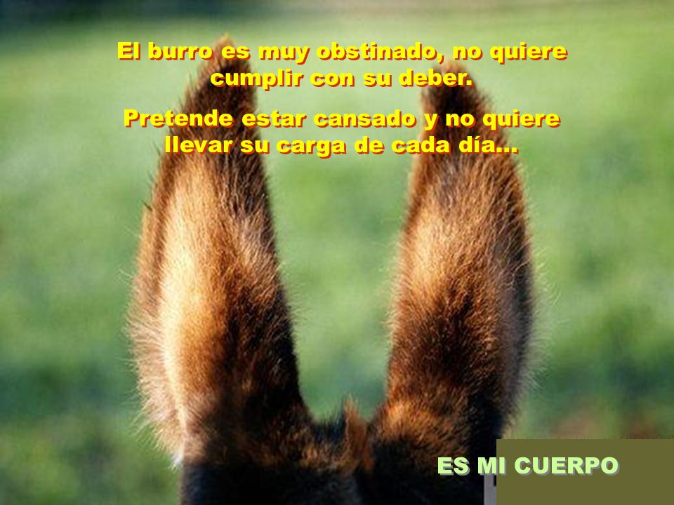 El burro es muy obstinado, no quiere cumplir con su deber.
