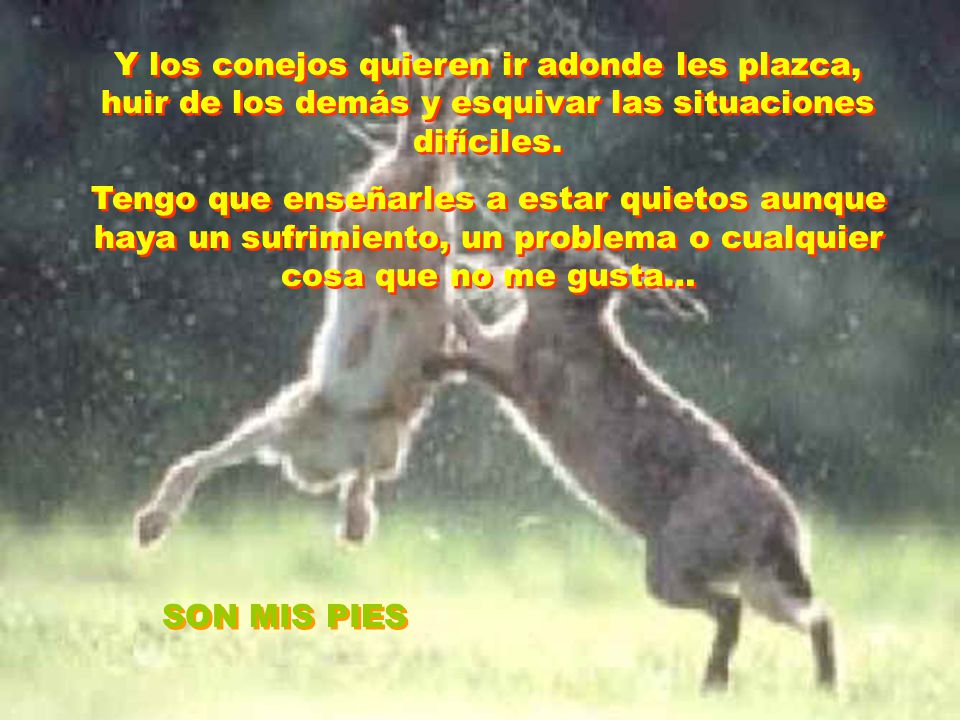 Y los conejos quieren ir adonde les plazca, huir de los demás y esquivar las situaciones difíciles.