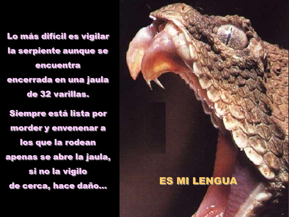 Lo más difícil es vigilar la serpiente aunque se encuentra encerrada en una jaula de 32 varillas.