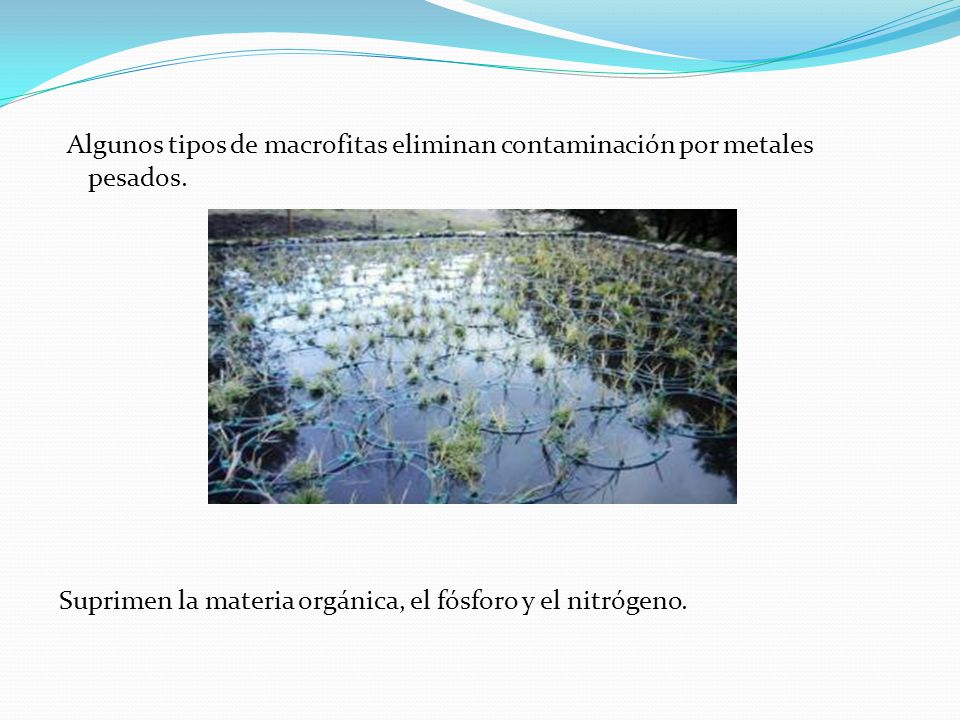 Algunos tipos de macrofitas eliminan contaminación por metales pesados.