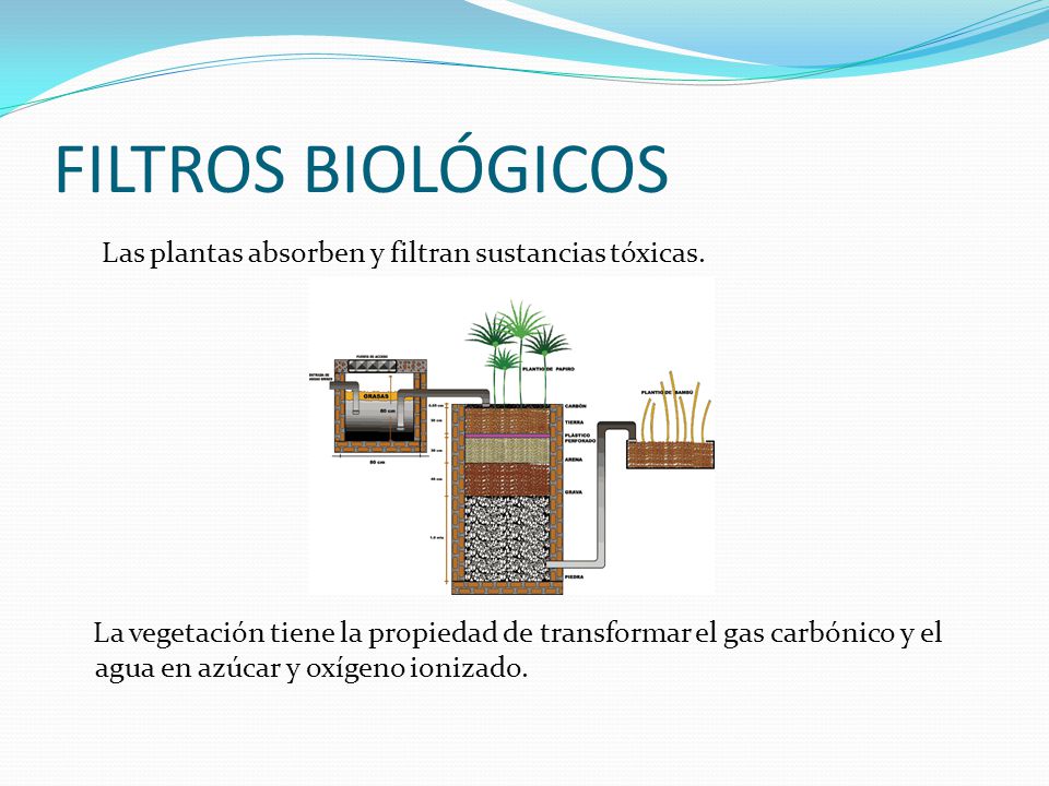 FILTROS BIOLÓGICOS Las plantas absorben y filtran sustancias tóxicas.