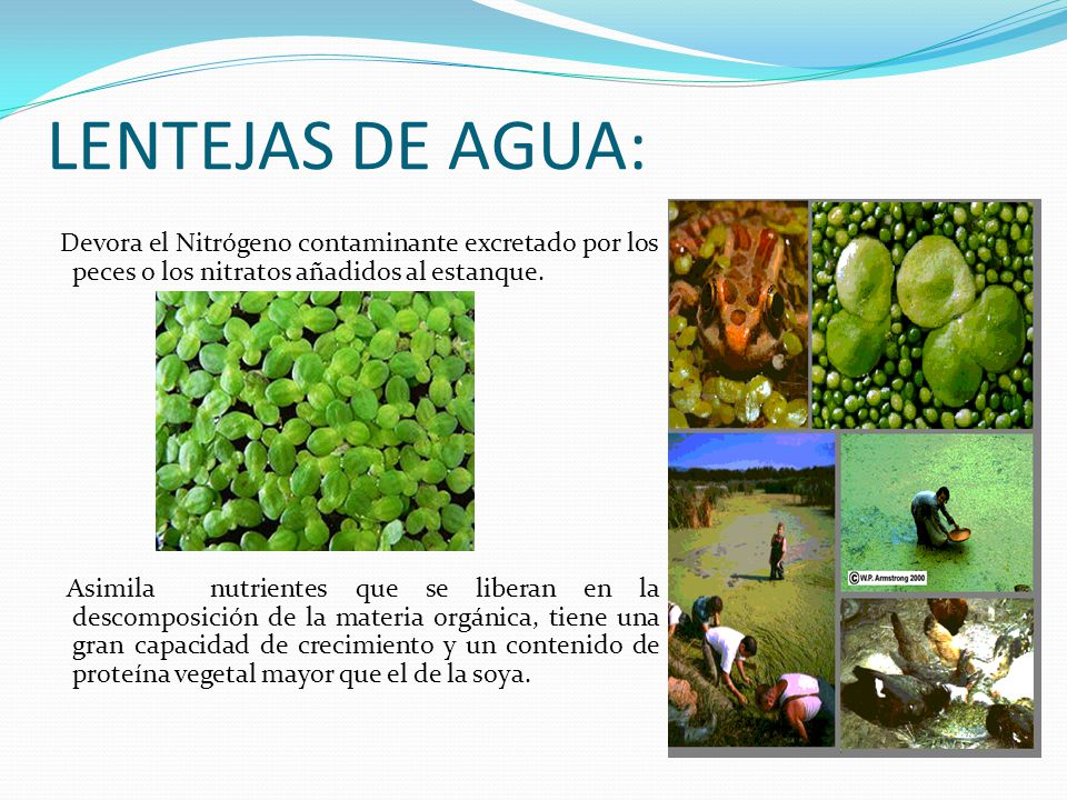 LENTEJAS DE AGUA: Devora el Nitrógeno contaminante excretado por los peces o los nitratos añadidos al estanque.
