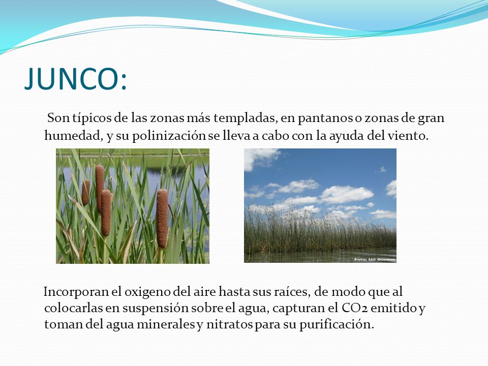 JUNCO: Son típicos de las zonas más templadas, en pantanos o zonas de gran humedad, y su polinización se lleva a cabo con la ayuda del viento.