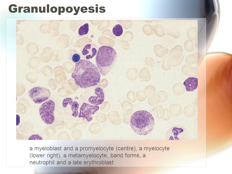 Granulopoyesis a myeloblast and a promyelocyte (centre), a myelocyte (lower right), a metamyelocyte, band forms, a.