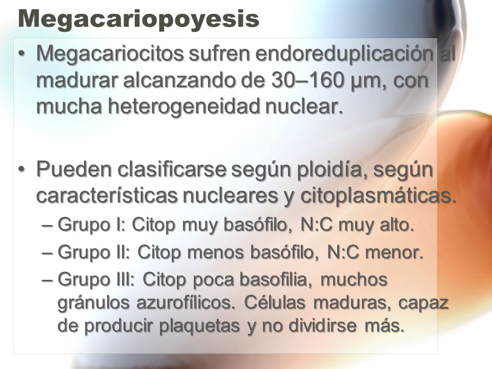 Megacariopoyesis Megacariocitos sufren endoreduplicación al madurar alcanzando de 30–160 μm, con mucha heterogeneidad nuclear.