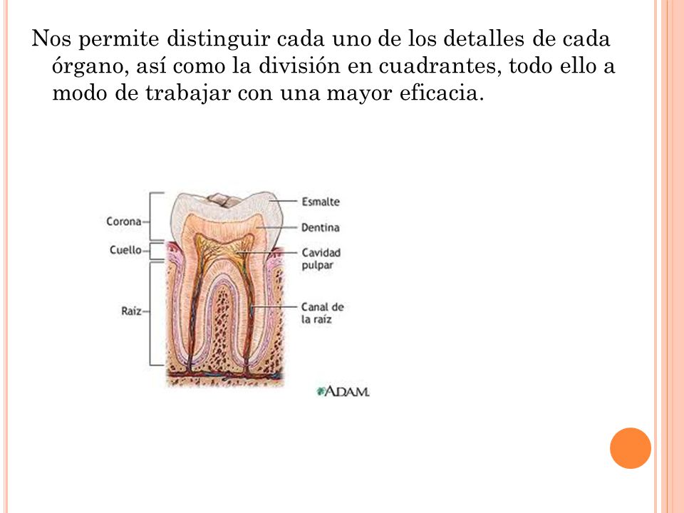 Nos permite distinguir cada uno de los detalles de cada órgano, así como la división en cuadrantes, todo ello a modo de trabajar con una mayor eficacia.