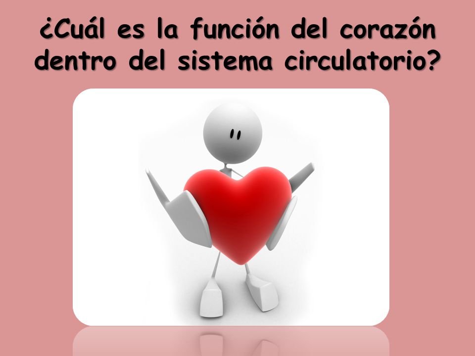 ¿Cuál es la función del corazón dentro del sistema circulatorio