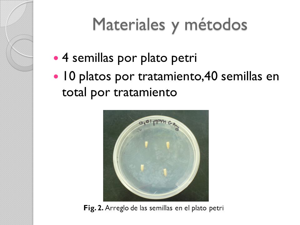 Fig. 2. Arreglo de las semillas en el plato petri