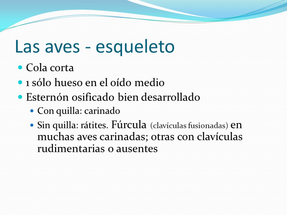 Las aves - esqueleto Cola corta 1 sólo hueso en el oído medio