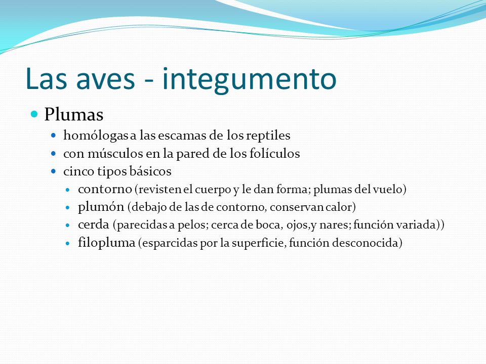 Las aves - integumento Plumas homólogas a las escamas de los reptiles