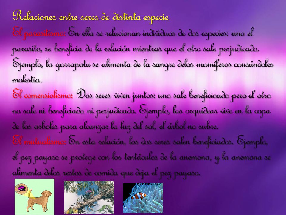 Relaciones entre seres de distinta especie El parasitismo: En ella se relacionan individuos de dos especies: uno el parasito, se beneficia de la relación mientras que el otro sale perjudicado.