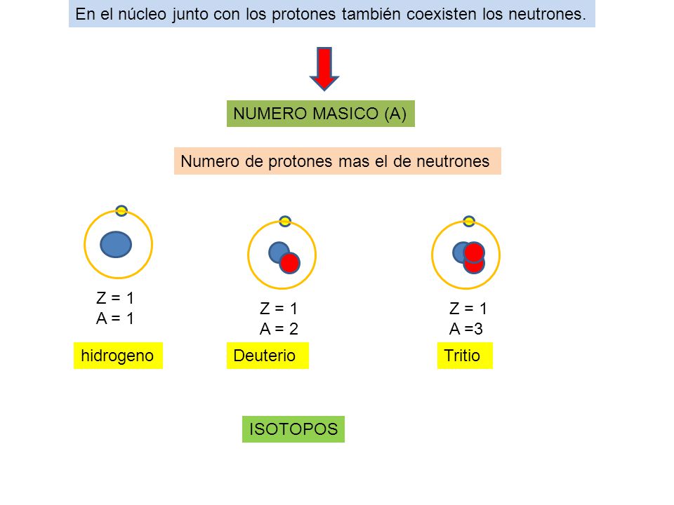 En el núcleo junto con los protones también coexisten los neutrones.