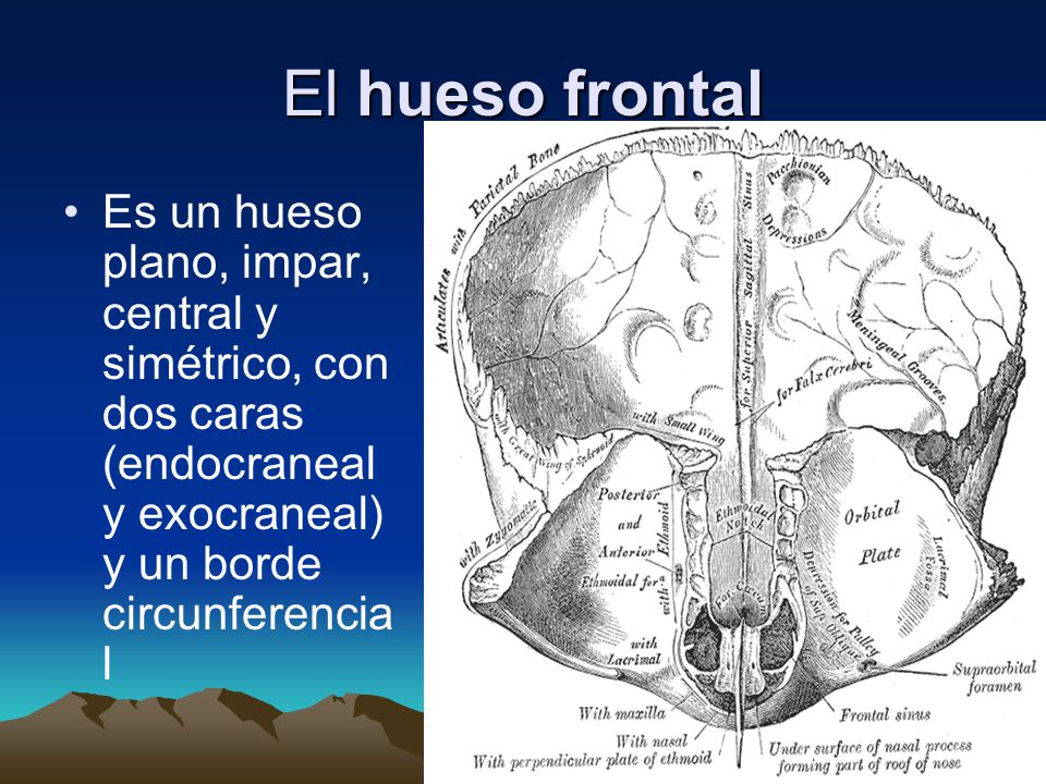 El hueso frontal Es un hueso plano, impar, central y simétrico, con dos caras (endocraneal y exocraneal) y un borde circunferencial.