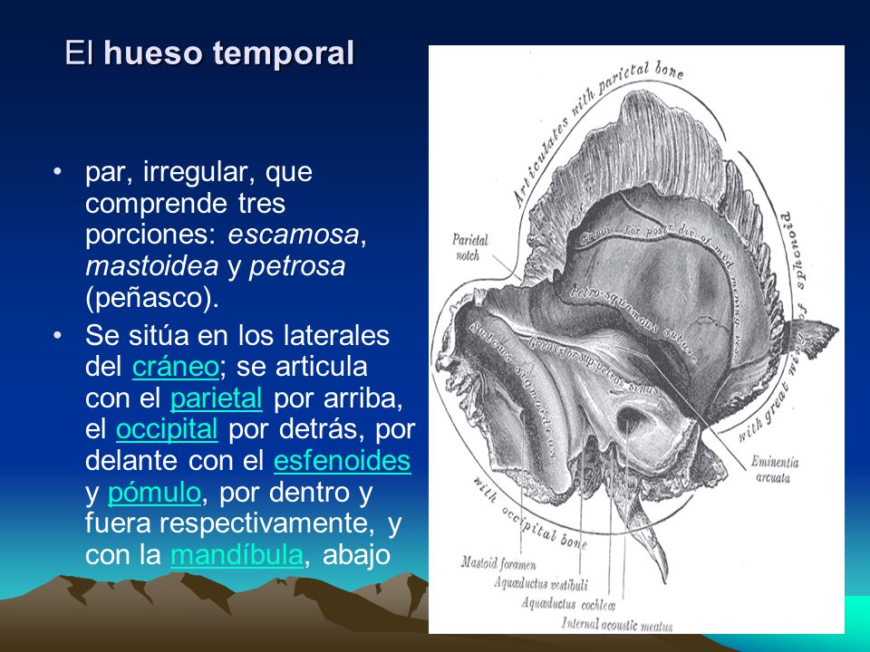 El hueso temporal par, irregular, que comprende tres porciones: escamosa, mastoidea y petrosa (peñasco).