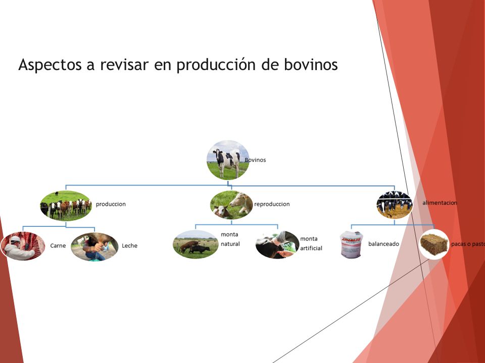 Aspectos a revisar en producción de bovinos