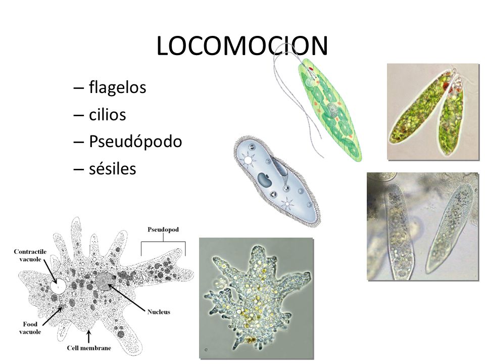 LOCOMOCION+flagelos+cilios+Pseud%C3%B3podo+s%C3%A9siles.jpg