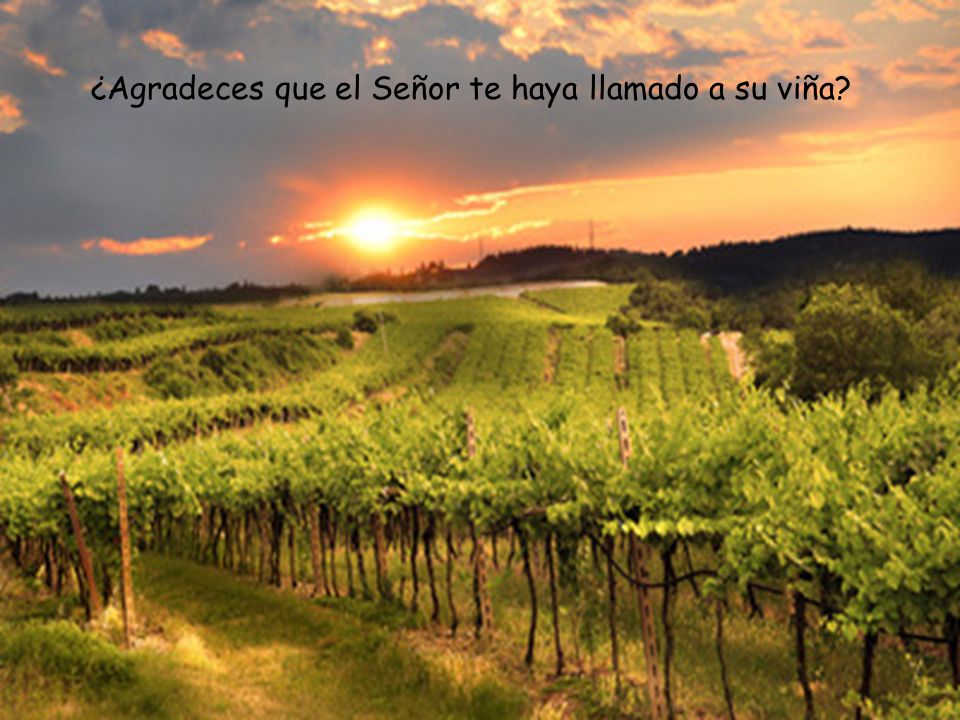 ¿Agradeces que el Señor te haya llamado a su viña