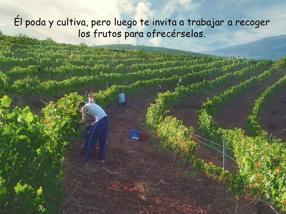 Él poda y cultiva, pero luego te invita a trabajar a recoger los frutos para ofrecérselos.