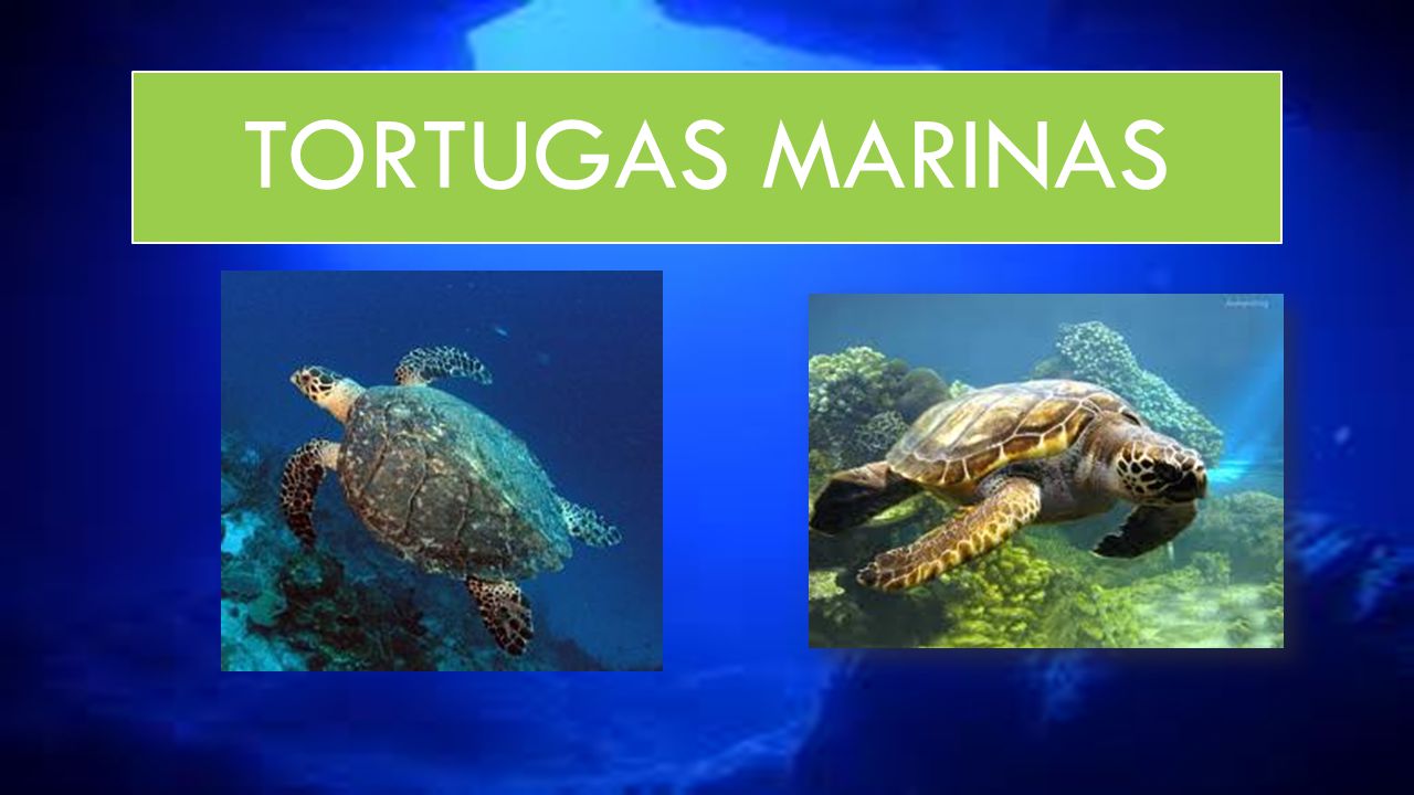 TORTUGAS MARINAS