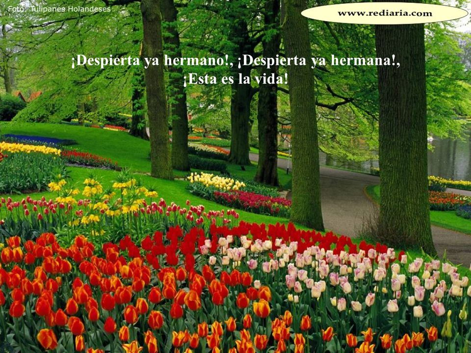 ¡Despierta ya hermano!, ¡Despierta ya hermana!, ¡Esta es la vida!