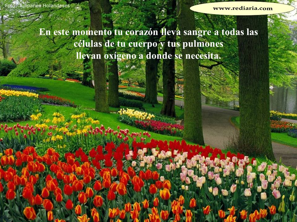 En este momento tu corazón lleva sangre a todas las células de tu cuerpo y tus pulmones llevan oxígeno a donde se necesita.