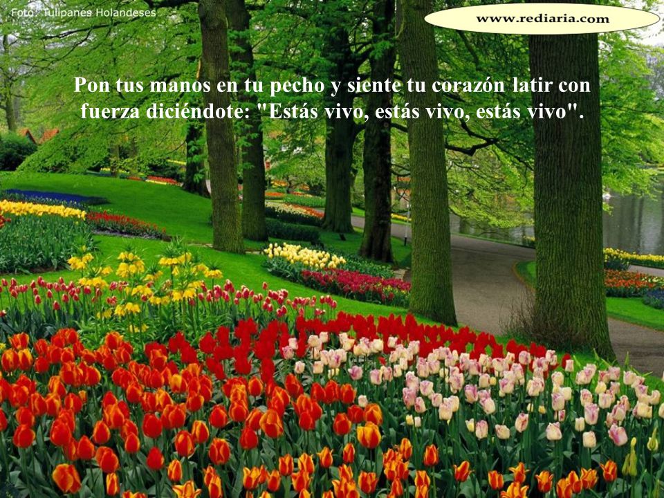 Pon tus manos en tu pecho y siente tu corazón latir con fuerza diciéndote: Estás vivo, estás vivo, estás vivo .