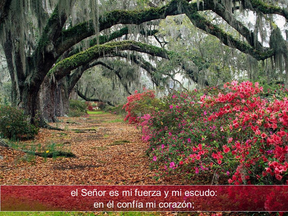el Señor es mi fuerza y mi escudo: en él confía mi corazón;