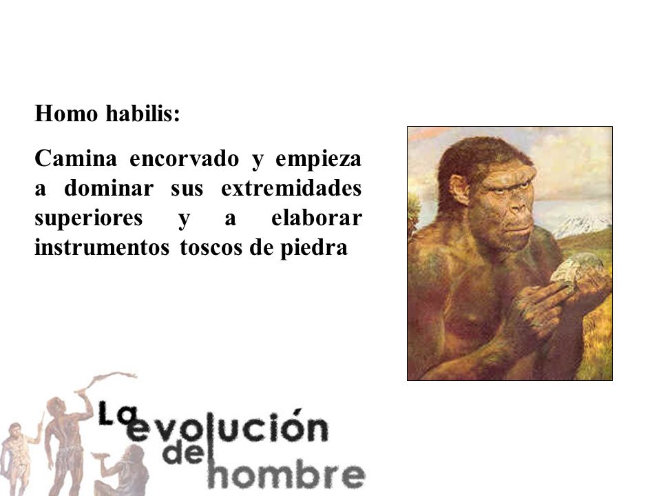 Homo habilis: Camina encorvado y empieza a dominar sus extremidades superiores y a elaborar instrumentos toscos de piedra.