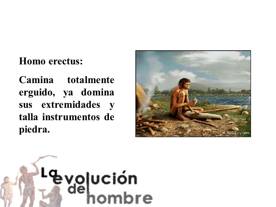 Homo erectus: Camina totalmente erguido, ya domina sus extremidades y talla instrumentos de piedra.