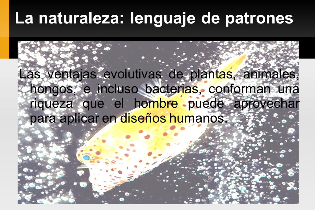 La naturaleza: lenguaje de patrones