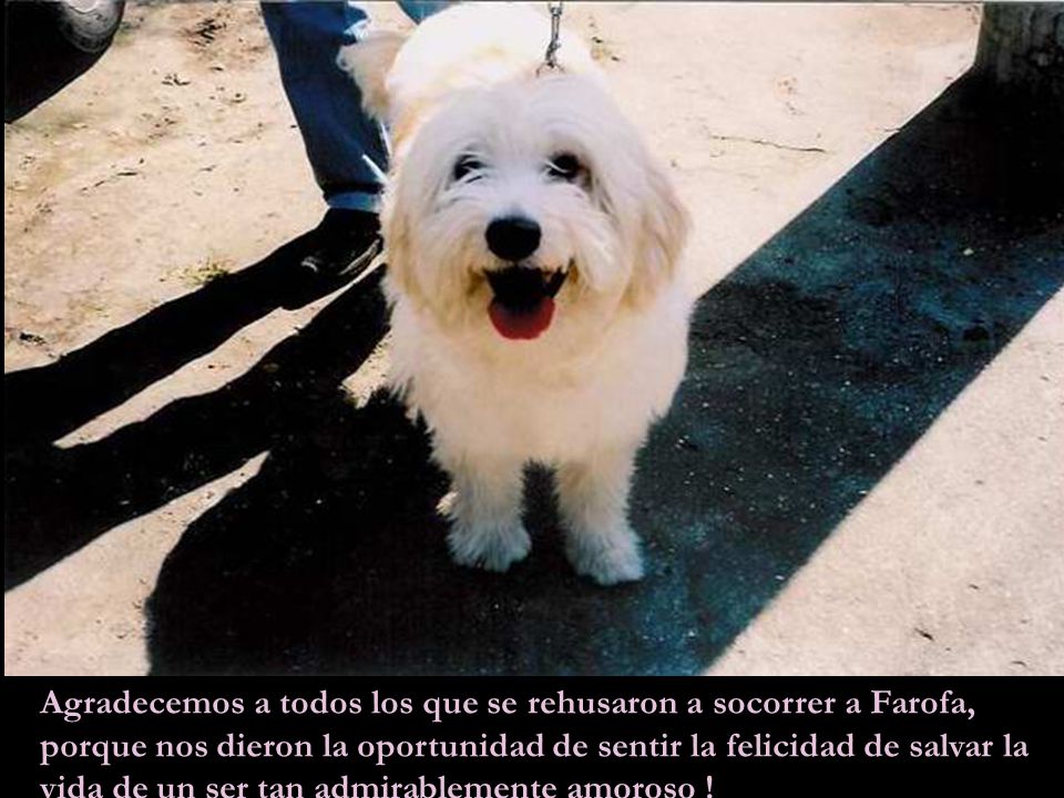 Agradecemos a todos los que se rehusaron a socorrer a Farofa, porque nos dieron la oportunidad de sentir la felicidad de salvar la vida de un ser tan admirablemente amoroso !