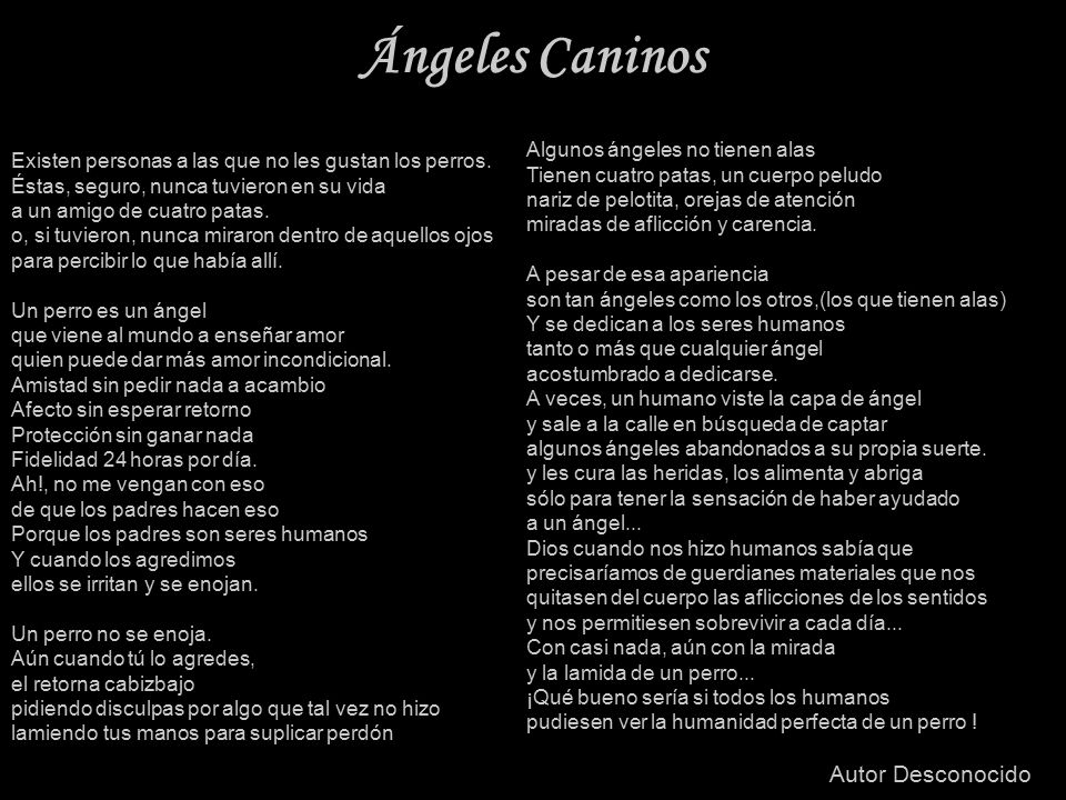 Ángeles Caninos Autor Desconocido Algunos ángeles no tienen alas