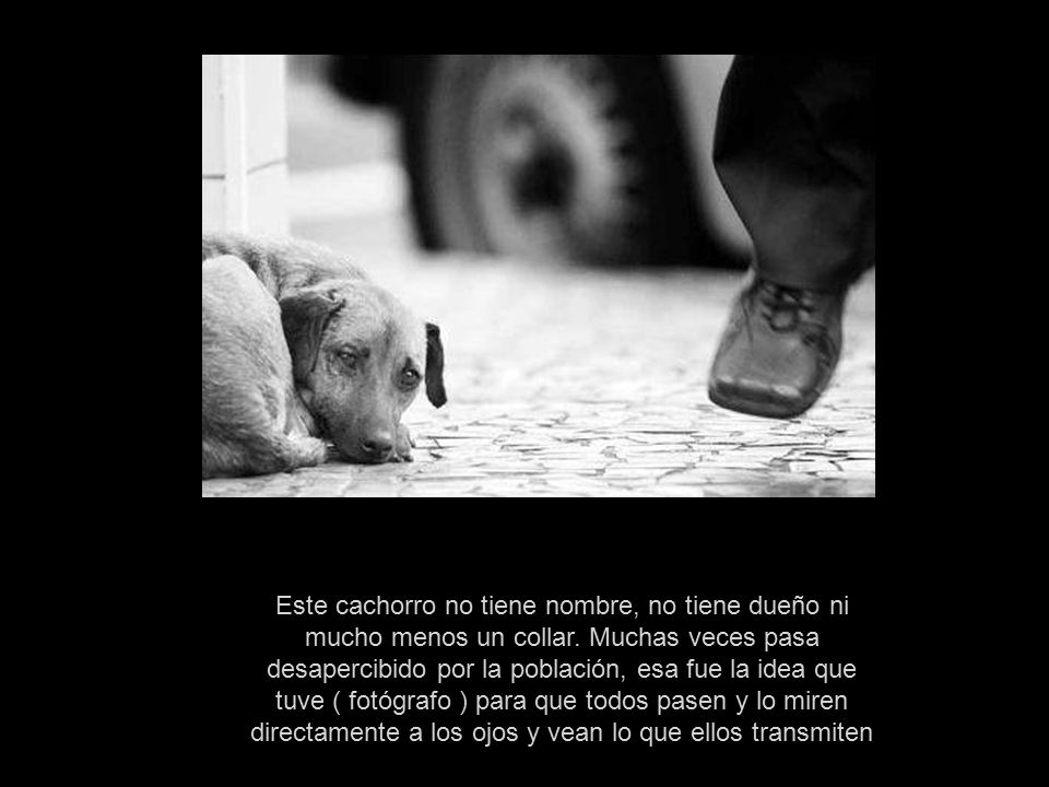 Este cachorro no tiene nombre, no tiene dueño ni mucho menos un collar