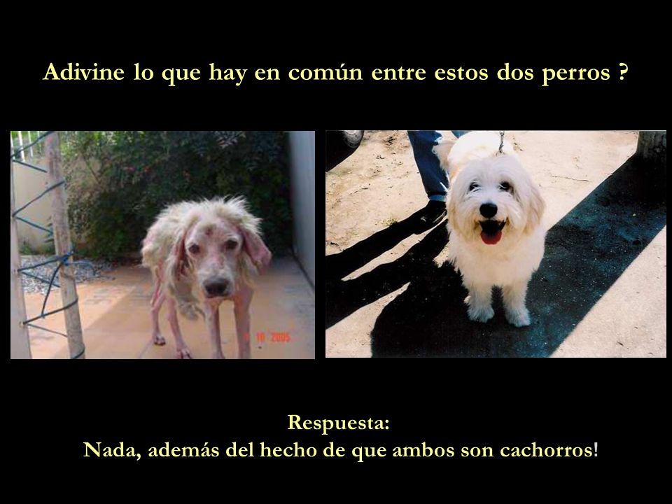 Adivine lo que hay en común entre estos dos perros