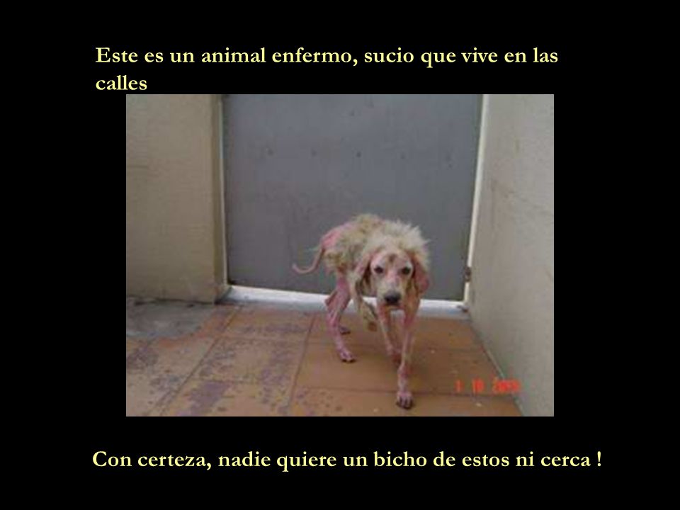 Este es un animal enfermo, sucio que vive en las calles
