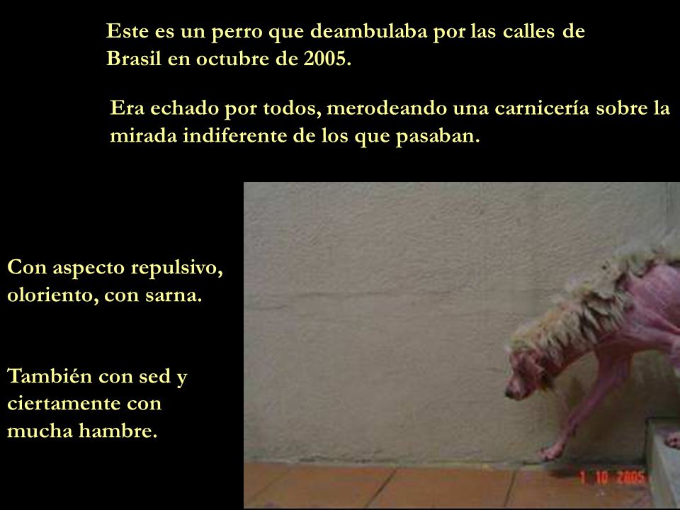 Este es un perro que deambulaba por las calles de Brasil en octubre de 2005.
