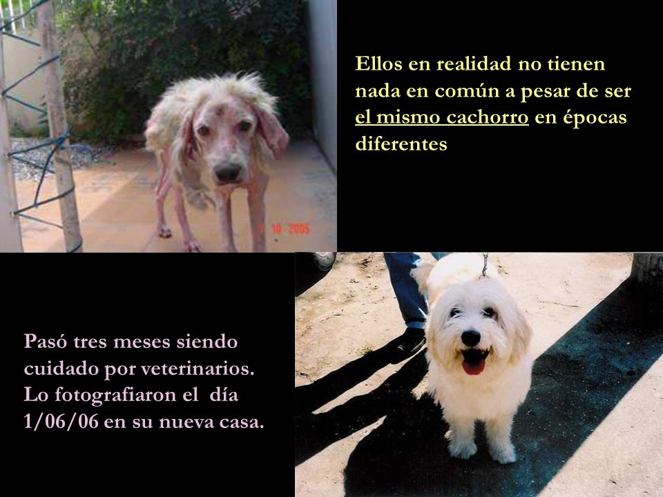 Ellos en realidad no tienen nada en común a pesar de ser el mismo cachorro en épocas diferentes