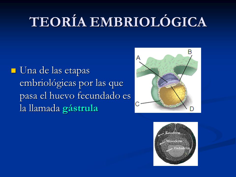 TEORÍA EMBRIOLÓGICA Una de las etapas embriológicas por las que pasa el huevo fecundado es la llamada gástrula.
