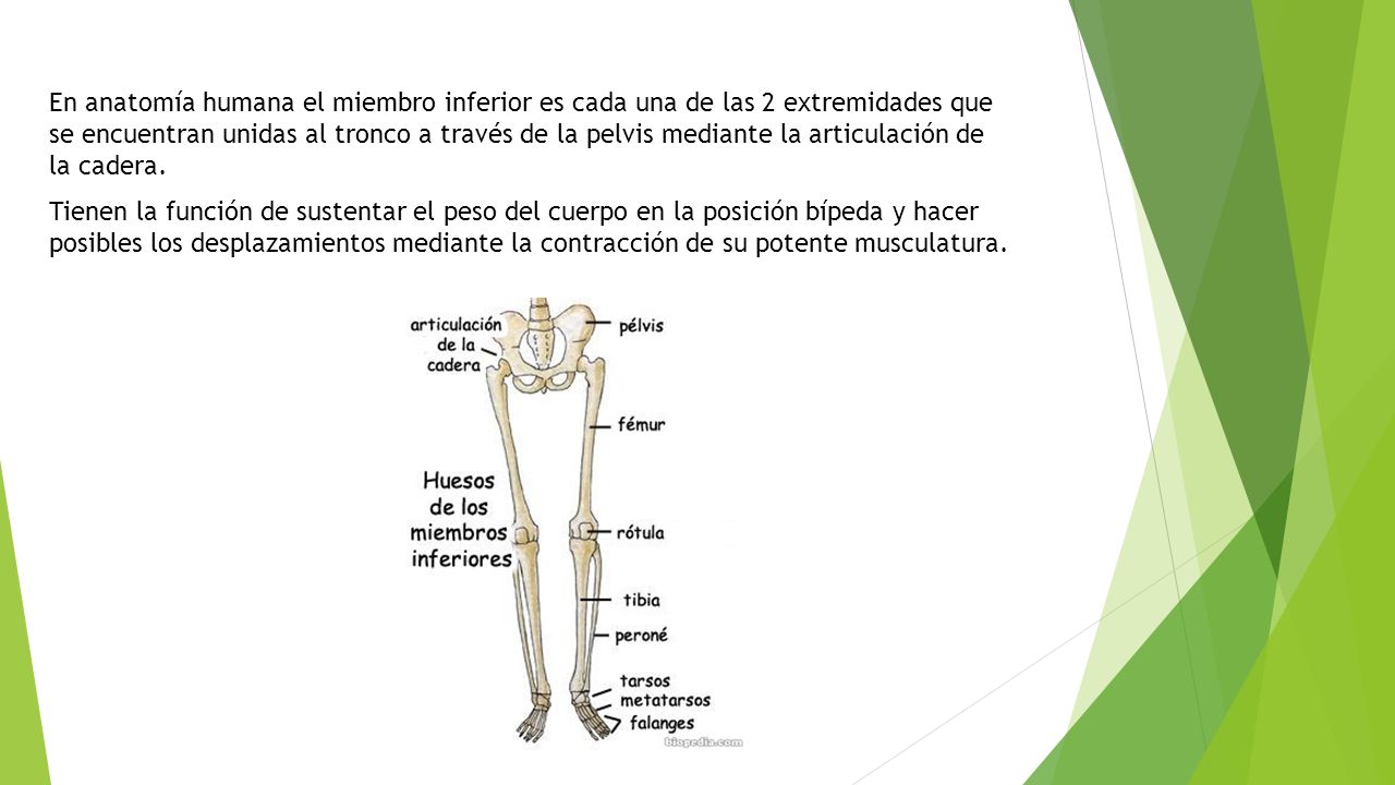 En anatomía humana el miembro inferior es cada una de las 2 extremidades que se encuentran unidas al tronco a través de la pelvis mediante la articulación de la cadera.