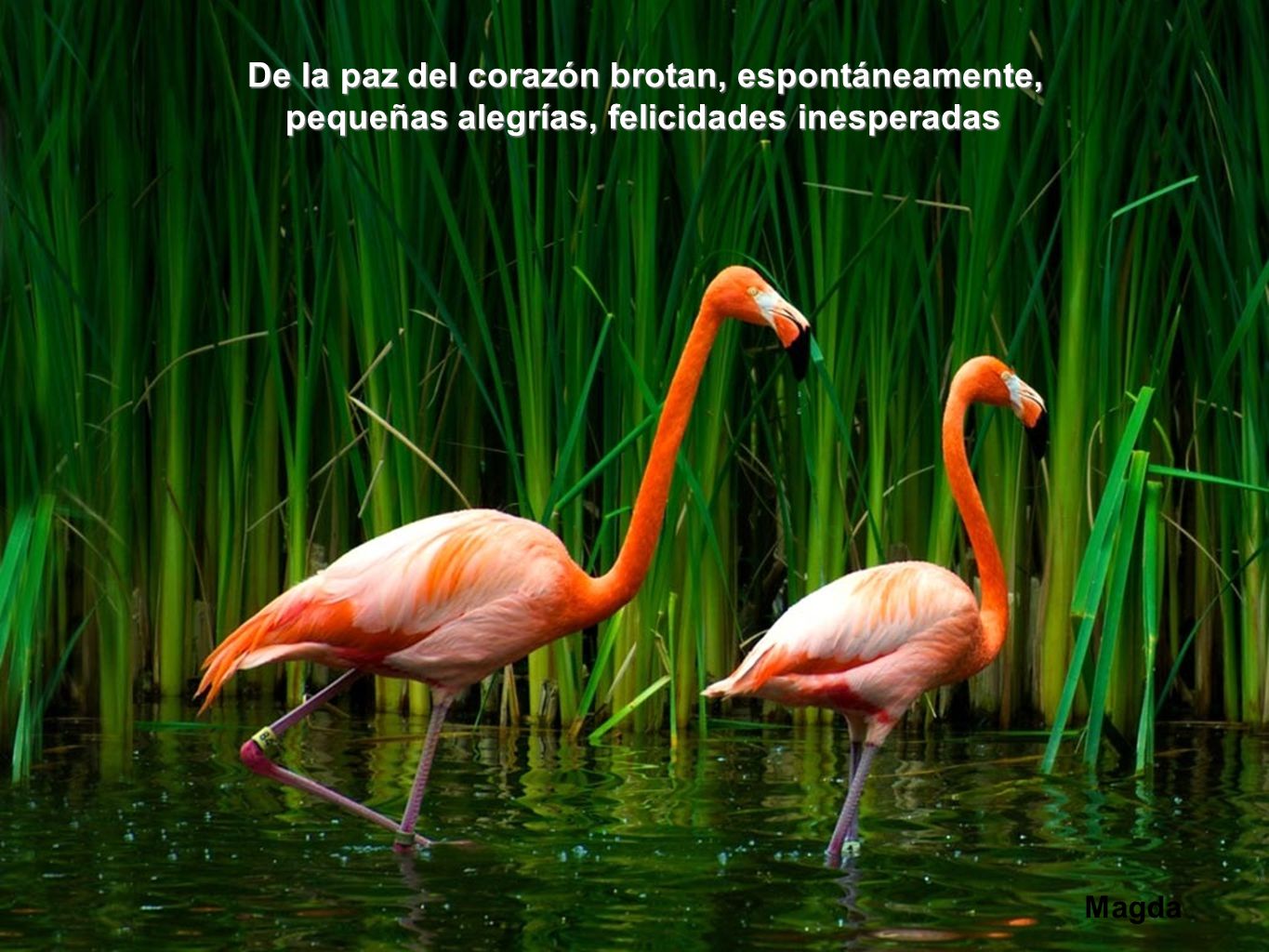 De la paz del corazón brotan, espontáneamente,