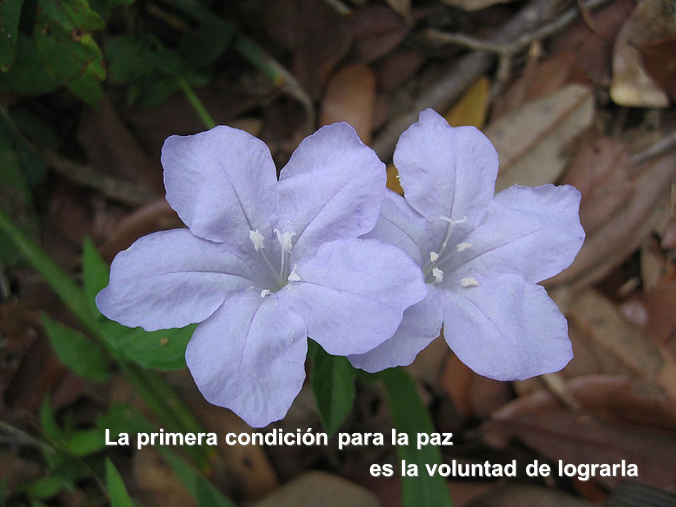 La primera condición para la paz