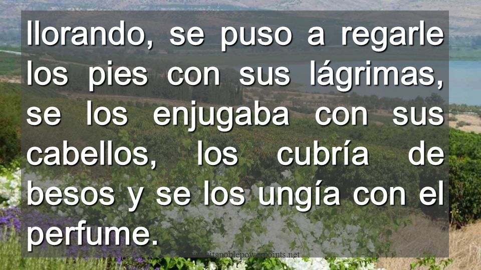 llorando, se puso a regarle los pies con sus lágrimas, se los enjugaba con sus cabellos, los cubría de besos y se los ungía con el perfume.