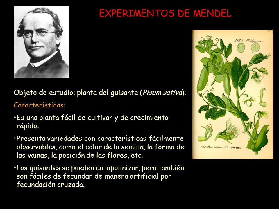 EXPERIMENTOS DE MENDEL