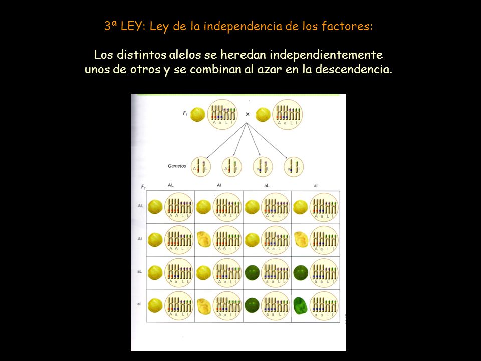 3ª LEY: Ley de la independencia de los factores: