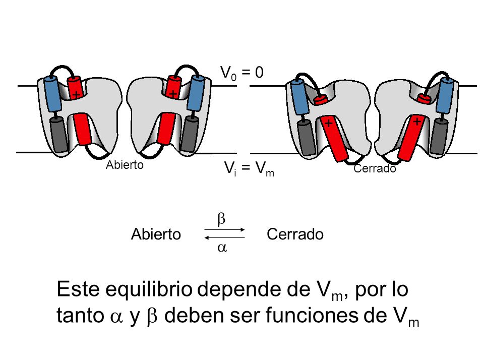 Cerrado Abierto. + V0 = 0. Vi = Vm. Abierto Cerrado.  