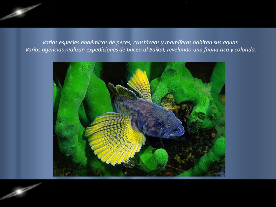 Varias especies endémicas de peces, crustáceos y mamíferos habitan sus aguas.
