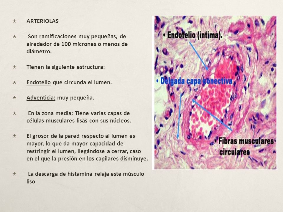 ARTERIOLAS Son ramificaciones muy pequeñas, de alrededor de 100 micrones o menos de diámetro. Tienen la siguiente estructura: